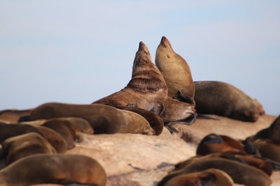 Brown sea lions macro photography
